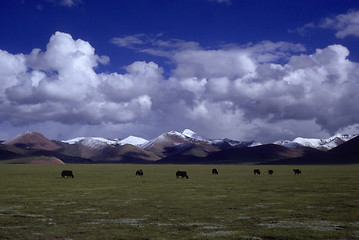 Image showing Grassland