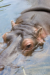 Image showing Hippo