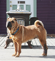 Image showing Guard dog on duty