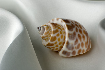 Image showing shell