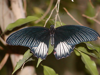 Image showing Butterfly