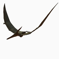 Image showing Pteranodon