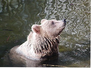 Image showing Swimming Bear