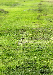 Image showing Old Green Grass