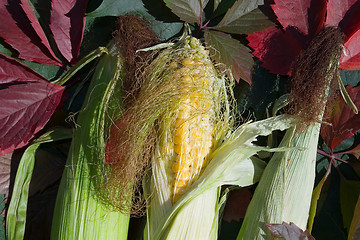 Image showing Corn