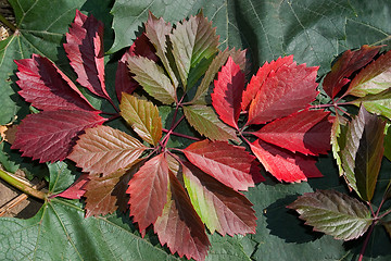 Image showing Leaves