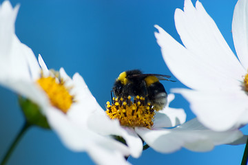 Image showing Cosmea (cosmos) flowers