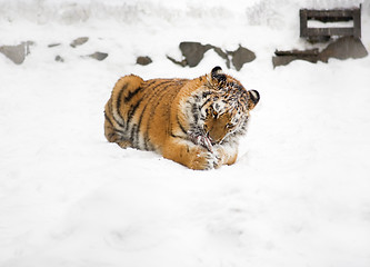 Image showing Young tiger