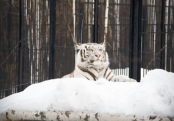 Image showing White tiger (tigress)
