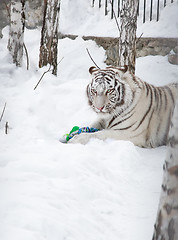 Image showing White tigress with doll