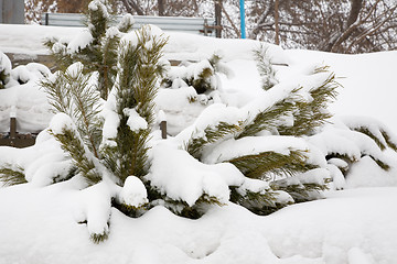 Image showing Snowstorm.