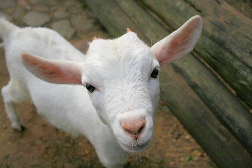 Image showing lovely goat