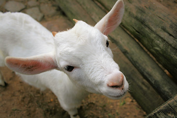 Image showing lovely goat