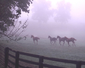 Image showing horses running