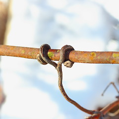 Image showing detail in vineyard