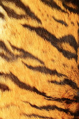 Image showing detail of tiger stripes