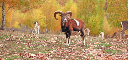 Image showing mouflon ram in autumn setting