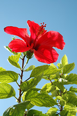 Image showing Flower and blue sky