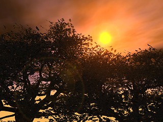 Image showing Sunset in the Forrest