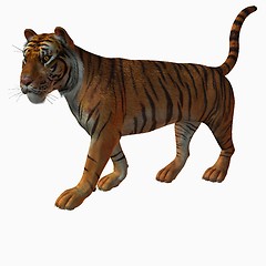 Image showing Tiger