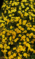 Image showing Yellow Flowers