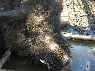 Image showing ugly muzzle of a pig on a farm