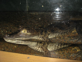 Image showing The small crocodile behind glass in a zoo