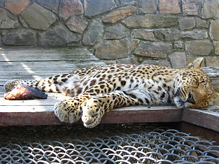 Image showing The sleeping leopard and piece of meat near it