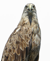 Image showing golden eagle isolated on the white background