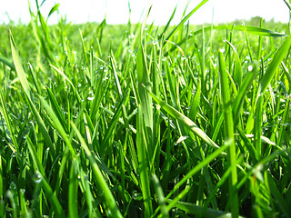 Image showing high green grass with drops of dew