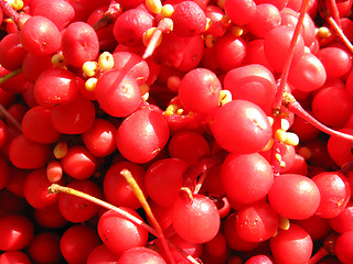 Image showing The harvest of red schizandra