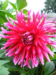 Image showing a beautiful flower of red Dahlia