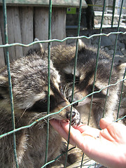 Image showing Raccoon with asking paw behind a bar