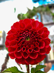 Image showing a beautiful flower of Dahlia