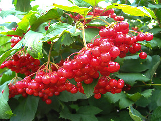 Image showing Clusters of a red ripe guelder-rose