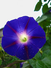 Image showing beautiful flower of ipomoea
