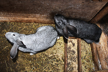 Image showing pair of grey rabbits in the cell