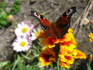 Image showing The  butterfly of peacock eye on the aster