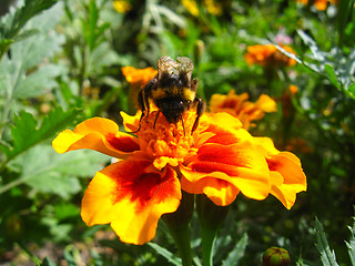 Image showing Bumblebee on a flower of tagetes
