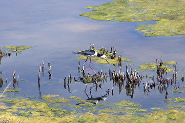 Image showing Black Winged Stilt