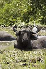 Image showing Buffalo