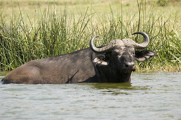 Image showing Buffalo