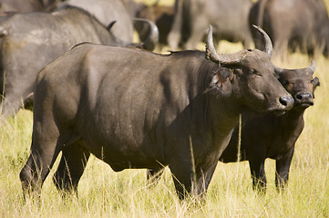 Image showing Buffalo