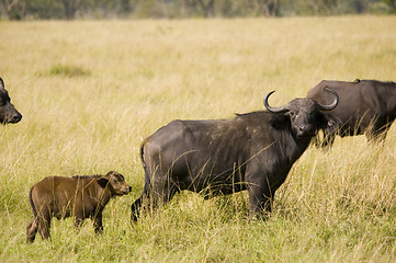 Image showing Buffalo with calf