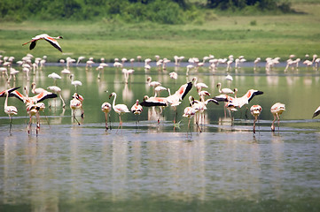 Image showing Lesser flamingo's