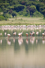 Image showing Lesser flamingo's