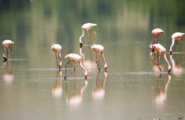 Image showing Lesser flamingo's