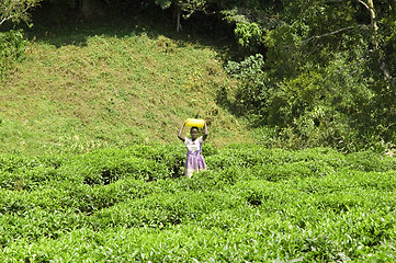 Image showing Working on a tea plantation