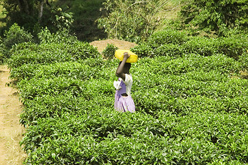 Image showing Working on a tea plantation