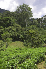 Image showing Working on a tea plantation